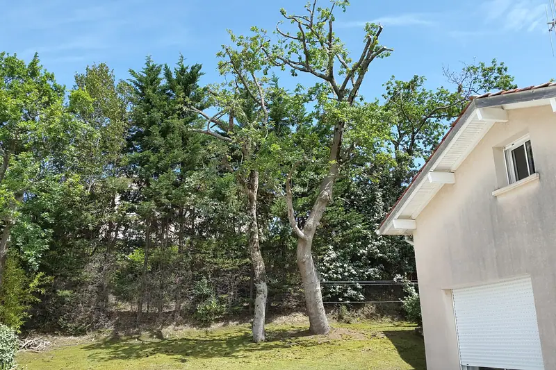 Grand arbre avant intervention, vu depuis le sol