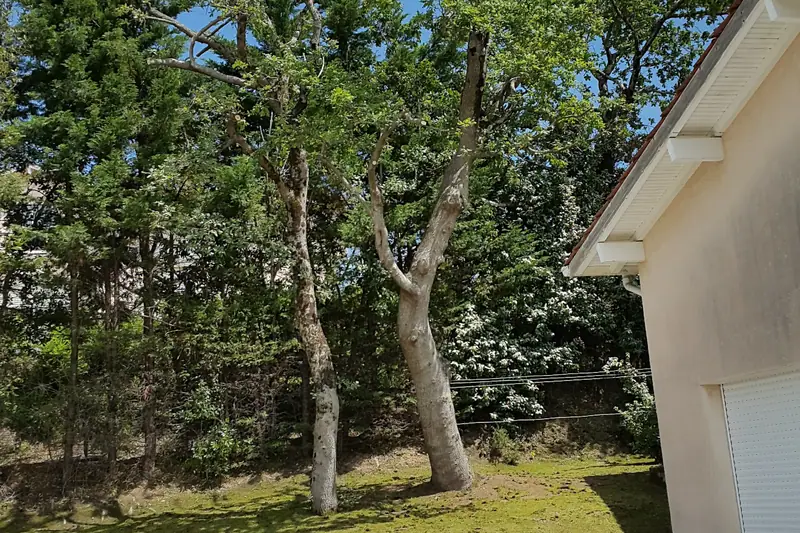 Grand arbre avant intervention, vu depuis le sol